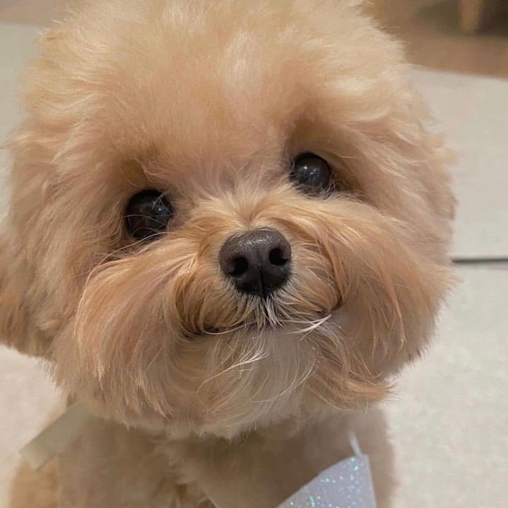 Meet your Posher, Aleen